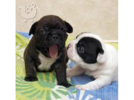 PoulaTo: French bulldog -Γαλλικό Μπουλντόγκ